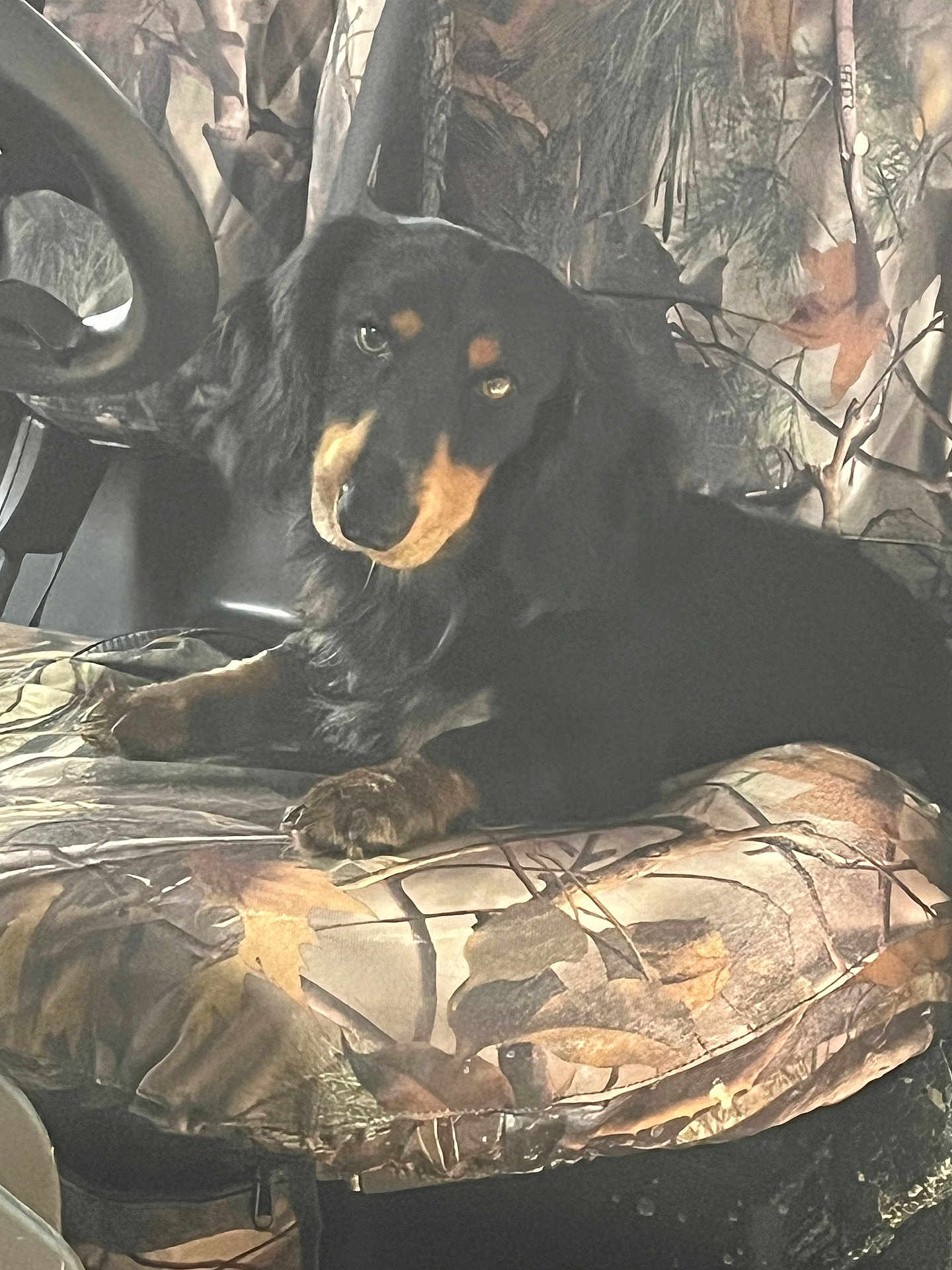 Gus is registered to the contest to win money with this photo: dog, black_dog, tan_markings, camouflage, seat, cushion, animal, pet, indoor, relaxed, face, fur, ears, eyes, nose, paw, resting, looking, comfort, cozy