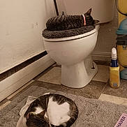 Sammy And Chloe joined the competition — help win amazing prizes! bathroom, bathroom_mat, cat, cleaning_product, collar, cozy, curled_up, domestic_animal, feline, floor, household_item, indoor, pet, quiet, relaxation, resting, rug, sleeping, tile, toilet