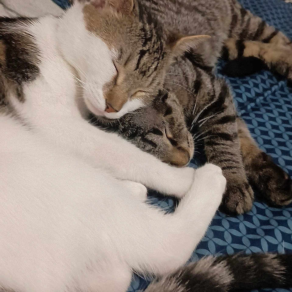 Sammy And Chloe is registered to the contest to win money with this photo: animal, bed, blanket, cat, cats, closeup, companion, cozy, cute, feline, friendship, fur, indoor, pets, relaxation, resting, sleeping, snuggling, tail, whiskers