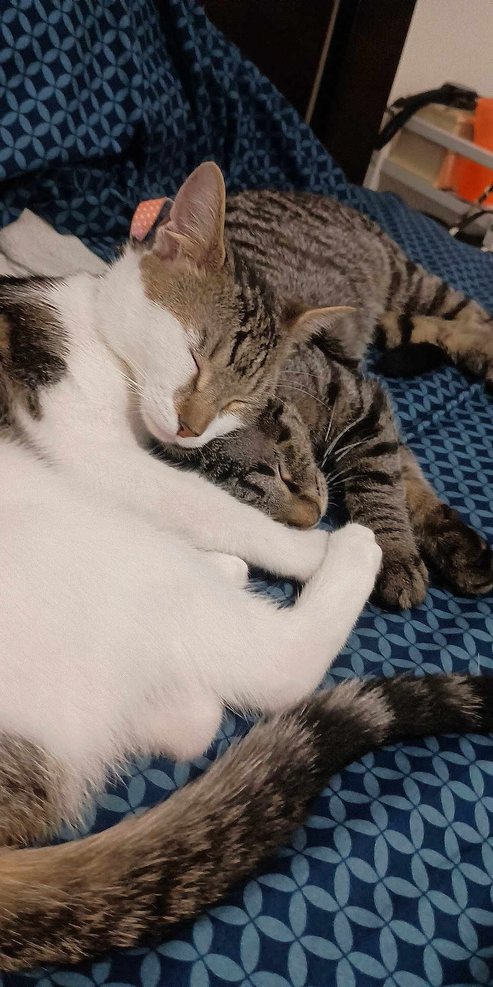 Sammy And Chloe is registered to the contest to win money with this photo: animal, bed, blanket, cat, cats, closeup, companion, cozy, cute, feline, friendship, fur, indoor, pets, relaxation, resting, sleeping, snuggling, tail, whiskers