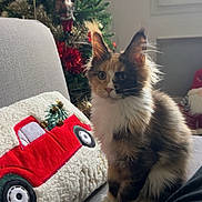 Wanda participe au concours pour gagner de l'argent avec cette photo : cat, calico, fluffy, couch, pillow, red_truck, christmas_tree, ornaments, holiday_decor, window, indoor, furniture, pet, animal, fur, sitting, decor, soft_light, curious, cozy