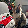 cat, calico, fluffy, couch, pillow, red_truck, christmas_tree, ornaments, holiday_decor, window, indoor, furniture, pet, animal, fur, sitting, decor, soft_light, curious, cozy