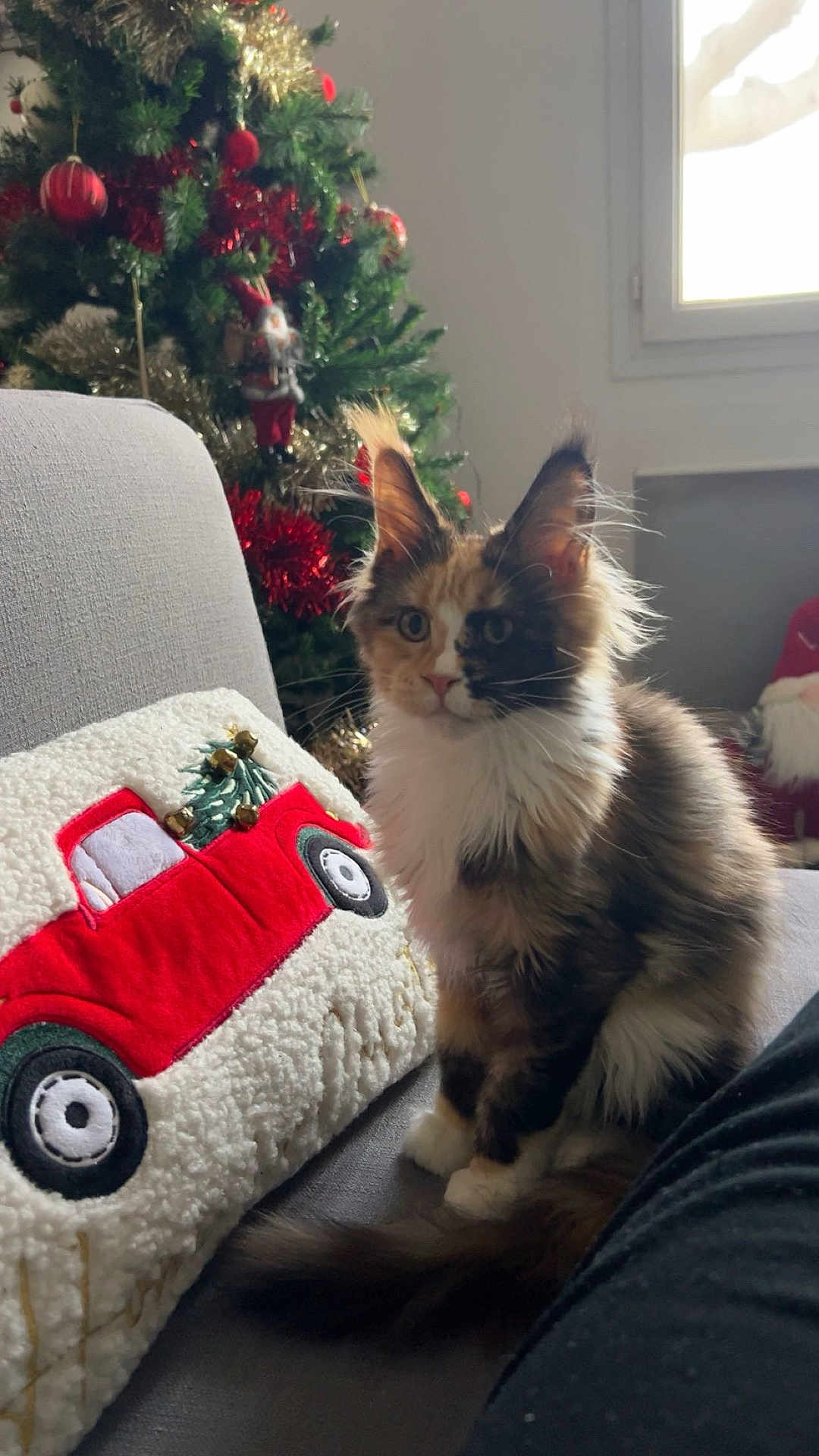 Wanda participe au concours pour gagner de l'argent avec cette photo : cat, calico, fluffy, couch, pillow, red_truck, christmas_tree, ornaments, holiday_decor, window, indoor, furniture, pet, animal, fur, sitting, decor, soft_light, curious, cozy