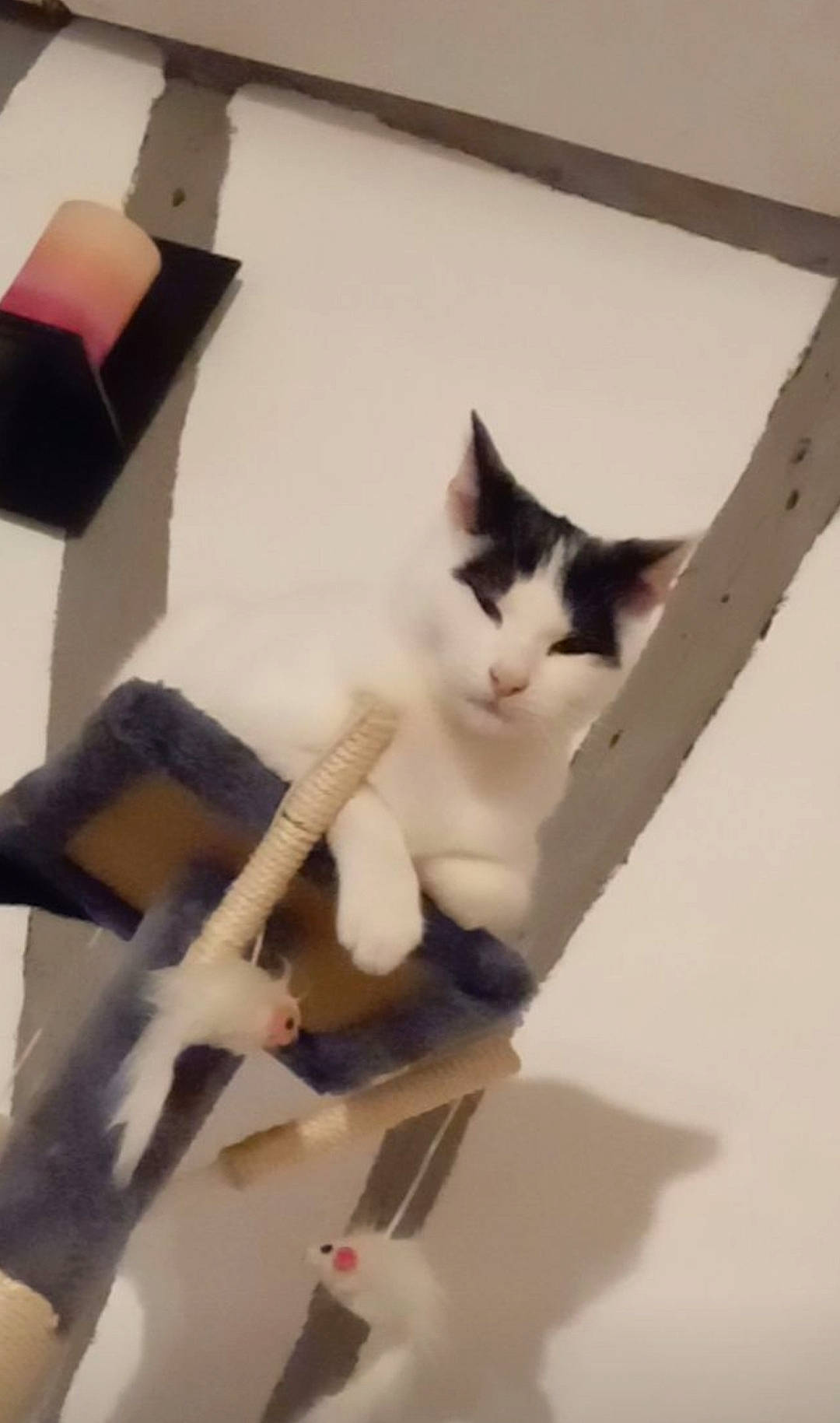 Mauricette a rejoint le concours — aidez-le/la à gagner de superbes lots ! box, cardboard, carnivore, cat, chair, domestic_short_haired_cat, felidae, fur, hardwood, plant, room, shelf, small_to_medium_sized_cats, stairs, tail, tree, whiskers, wood