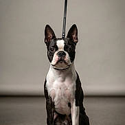Angie a rejoint le concours — aidez-le/la à gagner de superbes lots ! dog, boston_terrier, pet, leash, studio, portrait, black_and_white, sitting, floor, animal, canine, indoor, background, handler, attention, ears, cute, fur, expression, companion