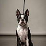 dog, boston_terrier, pet, leash, studio, portrait, black_and_white, sitting, floor, animal, canine, indoor, background, handler, attention, ears, cute, fur, expression, companion