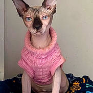 Hairy is registered to the contest to win money with this photo: animal, blanket, blue_eyes, cat, cozy, cute, domestic_animal, ears, feline, furless, hairless_cat, indoor, knitted_clothing, looking_at_camera, pet, pet_bed, pink_sweater, portrait, sitting, sphynx_cat