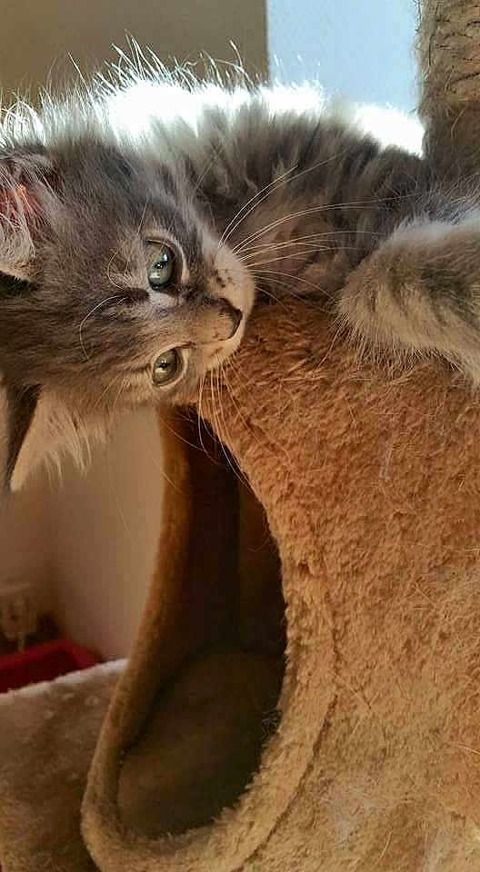 Nougat