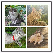 Flocon Cookie Simba Et Nougat participe au concours pour gagner de l'argent avec cette photo :