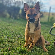 Falco a rejoint le concours — aidez-le/la à gagner de superbes lots ! dog, grass, outdoor, animal, pet, sitting, brown_fur, black_fur, nature, field, canine, portrait, sunlight, blurred_background, ears, snout, daylight, young_dog, fence, calm