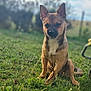 dog, grass, outdoor, animal, pet, sitting, brown_fur, black_fur, nature, field, canine, portrait, sunlight, blurred_background, ears, snout, daylight, young_dog, fence, calm