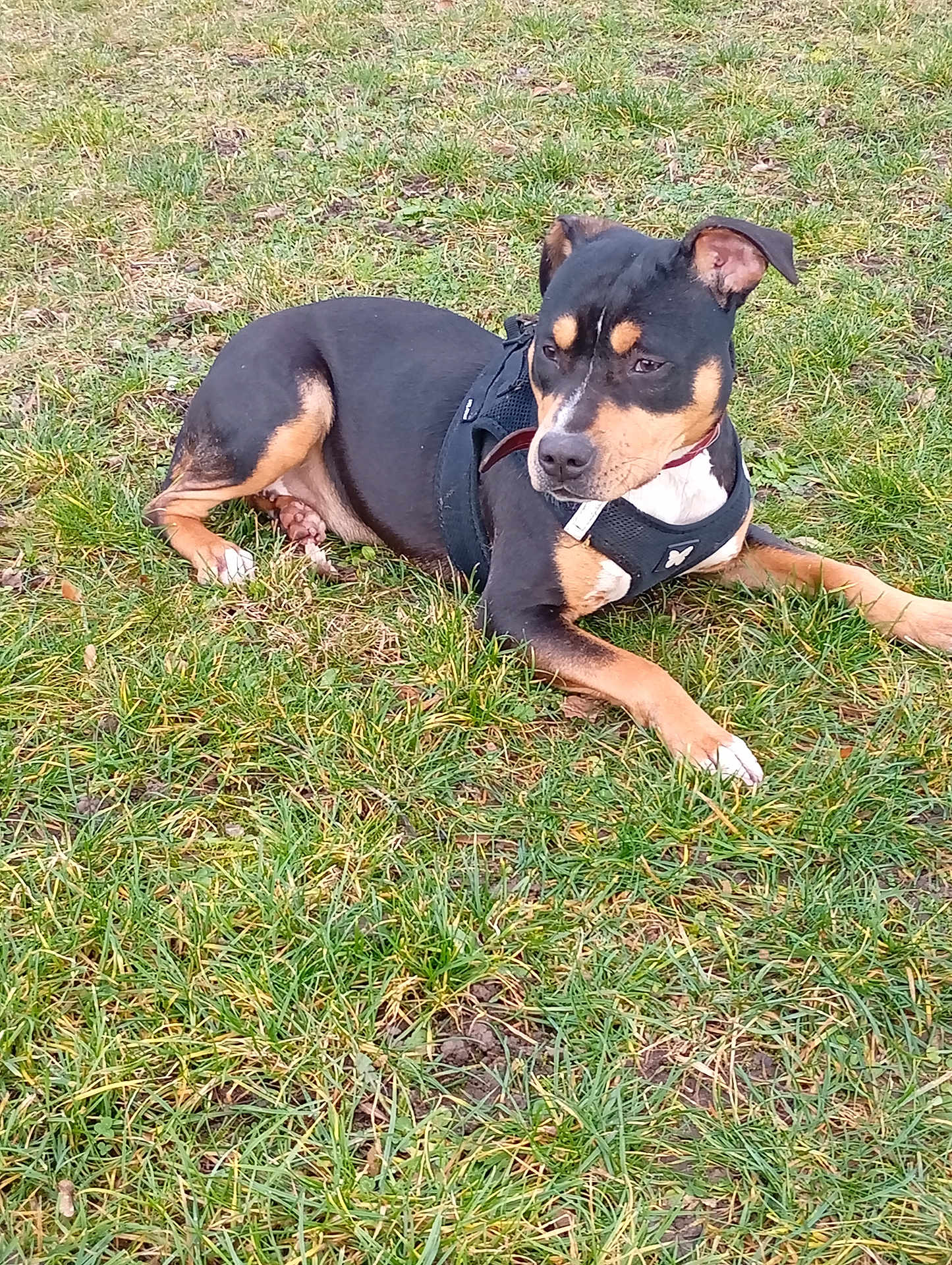 Abby participe au concours pour gagner de l'argent avec cette photo : dog, black_and_tan, harness, grass, outdoor, pet, canine, lying_down, nature, animal, field, ears, collar, daylight, mammal, fur, looking_away, resting, ground, alert