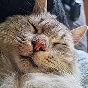 Loukoum participe au concours pour gagner de l'argent avec cette photo : cat, sleeping, close_up, fluffy, fur, whiskers, nose, relaxed, pet, animal, cute, cozy, indoors, resting, face, ears, muzzle, domestic_cat, feline, calm