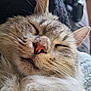 cat, sleeping, close_up, fluffy, fur, whiskers, nose, relaxed, pet, animal, cute, cozy, indoors, resting, face, ears, muzzle, domestic_cat, feline, calm