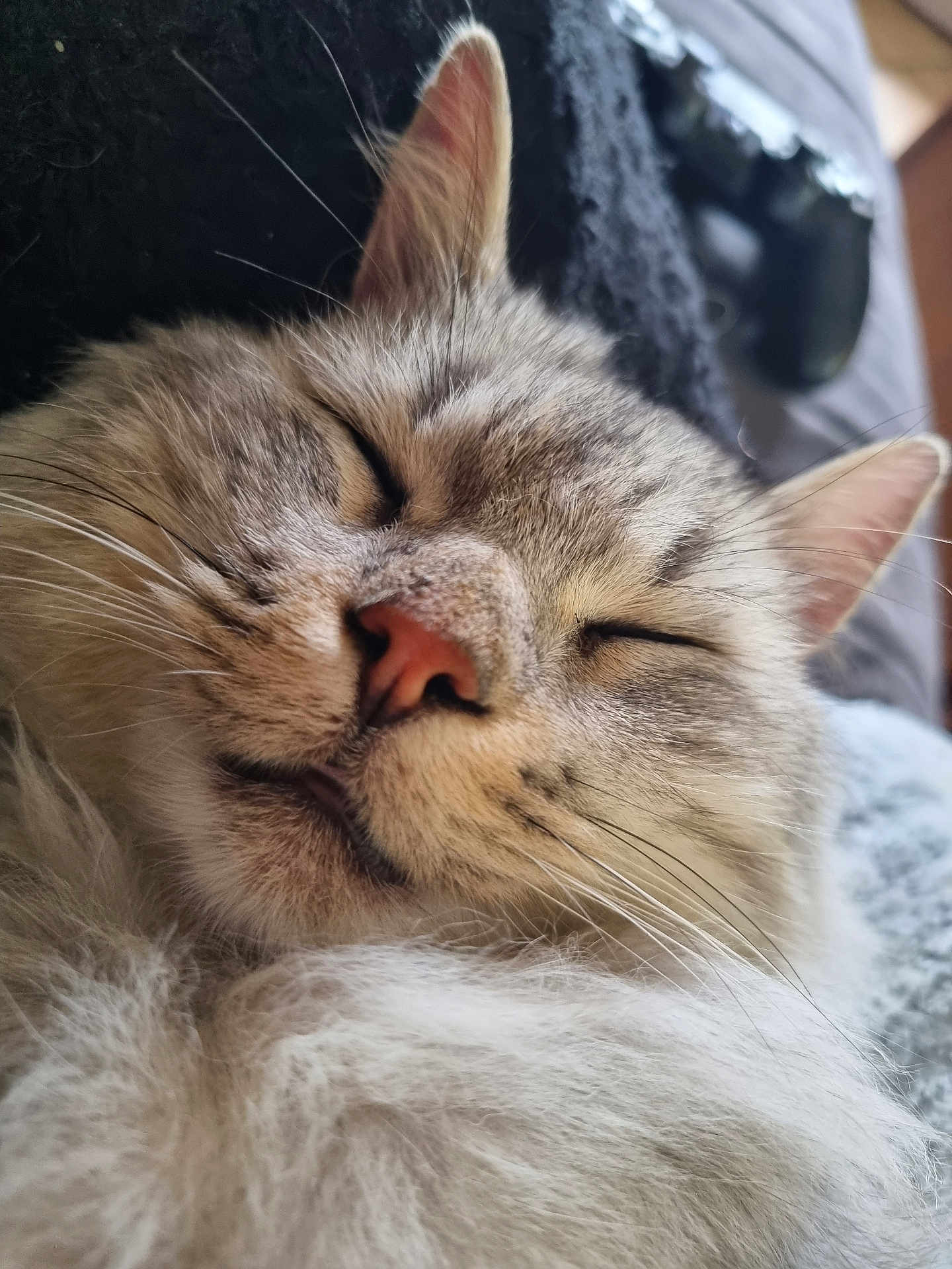 Loukoum participe au concours pour gagner de l'argent avec cette photo : cat, sleeping, close_up, fluffy, fur, whiskers, nose, relaxed, pet, animal, cute, cozy, indoors, resting, face, ears, muzzle, domestic_cat, feline, calm