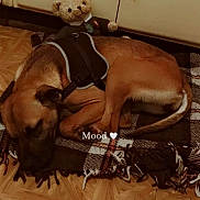 Kiara a rejoint le concours — aidez-le/la à gagner de superbes lots ! dog, sleeping, blanket, plush_toy, teddy_bear, harness, indoor, floor, wood_floor, resting, pet, cozy, brown_dog, animal, fur, cute, domestic_animal, relaxed, sleep, text_overlay