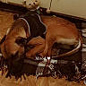 dog, sleeping, blanket, plush_toy, teddy_bear, harness, indoor, floor, wood_floor, resting, pet, cozy, brown_dog, animal, fur, cute, domestic_animal, relaxed, sleep, text_overlay