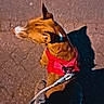 dog, leash, harness, pavement, shadow, person, footwear, outdoor, walking, brown_dog, red_harness, side_view, daylight, street, casual, animal, canine, pet, texture, urban