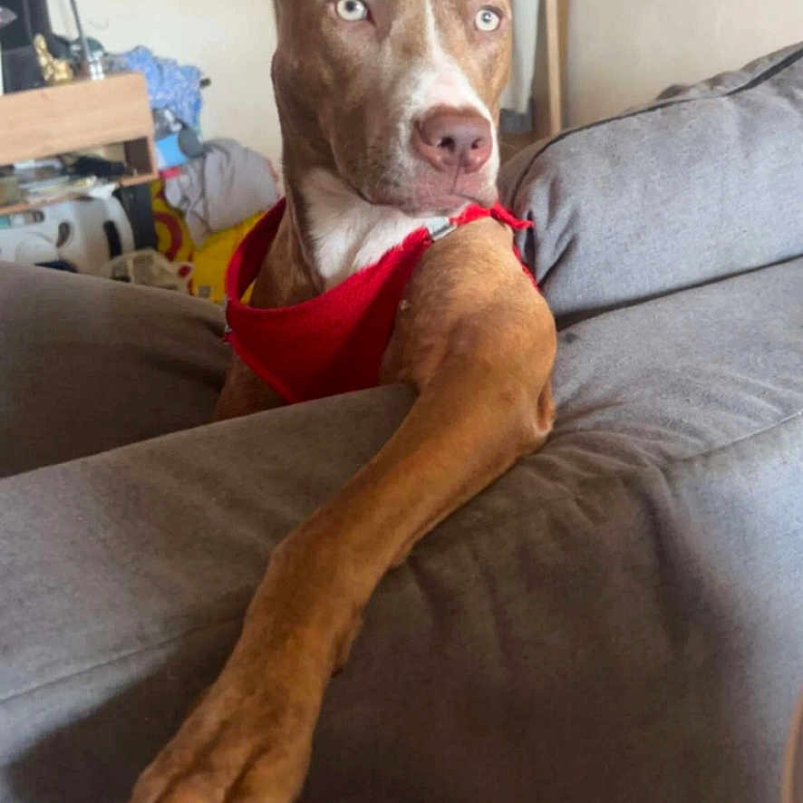 Laika