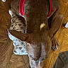 dog, brown_dog, red_harness, wooden_floor, pillow, foot, sandal, sock, indoor, pet, animal, sniffing, lying_down, floor, cozy, close_up, domestic, companion, cute, relaxed