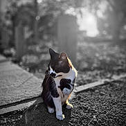 Plume a rejoint le concours — aidez-le/la à gagner de superbes lots ! cat, black_and_white, sitting, outdoor, sunlight, shadow, concrete, ground, animal, pet, feline, whiskers, nature, blurred_background, texture, daylight, paw, side_view, quiet, calm