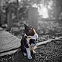 cat, black_and_white, sitting, outdoor, sunlight, shadow, concrete, ground, animal, pet, feline, whiskers, nature, blurred_background, texture, daylight, paw, side_view, quiet, calm