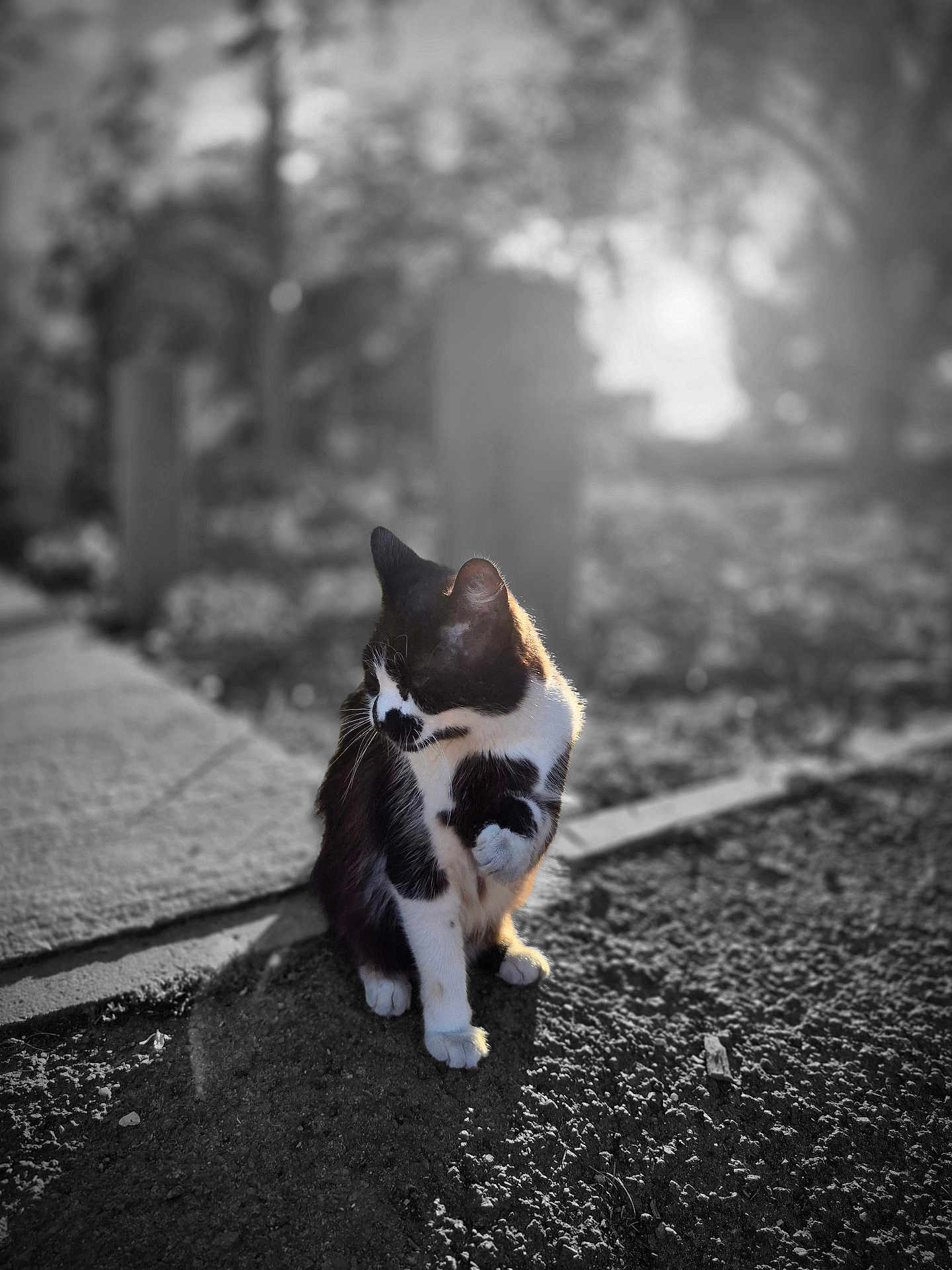 Plume a rejoint le concours — aidez-le/la à gagner de superbes lots ! cat, black_and_white, sitting, outdoor, sunlight, shadow, concrete, ground, animal, pet, feline, whiskers, nature, blurred_background, texture, daylight, paw, side_view, quiet, calm