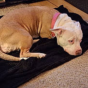 Krincle joined the competition — help win amazing prizes! animal, blanket, canine, carpet, collar, cute, dog, domestic, floor, fur, home, indoor, laying_down, pet, quiet, relaxed, resting, sleepy, tan, white