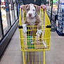 aisle, animal, box, casual, curious, cute, dog, floor, friendly, grocery_store, hoodie, indoor, person, pet, puppy, shopping, shopping_cart, standing, store_shelves, yellow