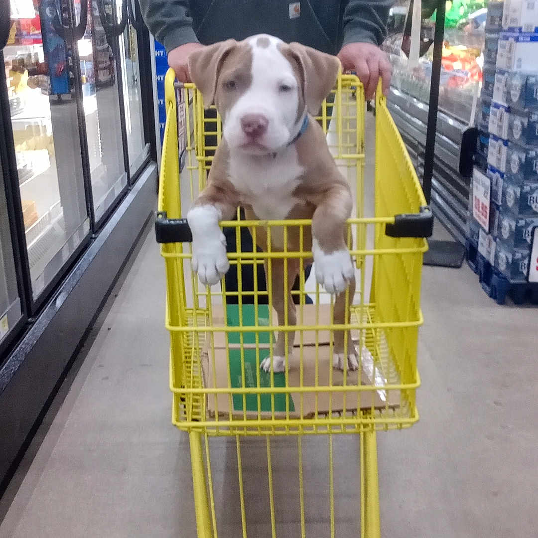 Krincle joined the competition — help win amazing prizes! aisle, animal, box, casual, curious, cute, dog, floor, friendly, grocery_store, hoodie, indoor, person, pet, puppy, shopping, shopping_cart, standing, store_shelves, yellow