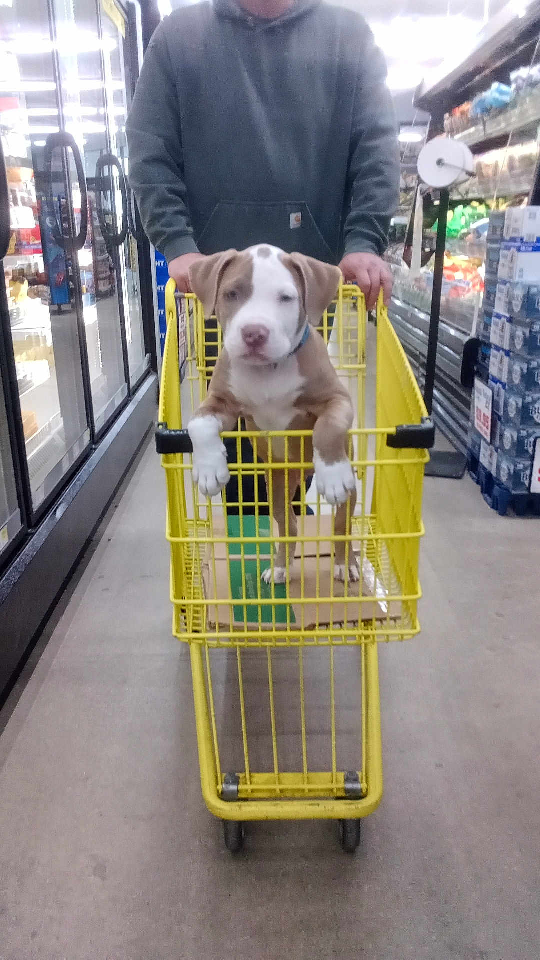 Krincle joined the competition — help win amazing prizes! aisle, animal, box, casual, curious, cute, dog, floor, friendly, grocery_store, hoodie, indoor, person, pet, puppy, shopping, shopping_cart, standing, store_shelves, yellow