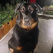 Sybelle a rejoint le concours — aidez-le/la à gagner de superbes lots ! black_and_tan, black_fur, brown_eyes, canine, close_up, dog, floppy_ears, large_dog, night, outdoor, patio, patio_furniture, pet, plants, portrait, rottweiler, short_fur, sitting, tan_markings, tile_floor