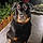 Sybelle