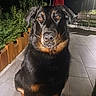 black_and_tan, black_fur, brown_eyes, canine, close_up, dog, floppy_ears, large_dog, night, outdoor, patio, patio_furniture, pet, plants, portrait, rottweiler, short_fur, sitting, tan_markings, tile_floor