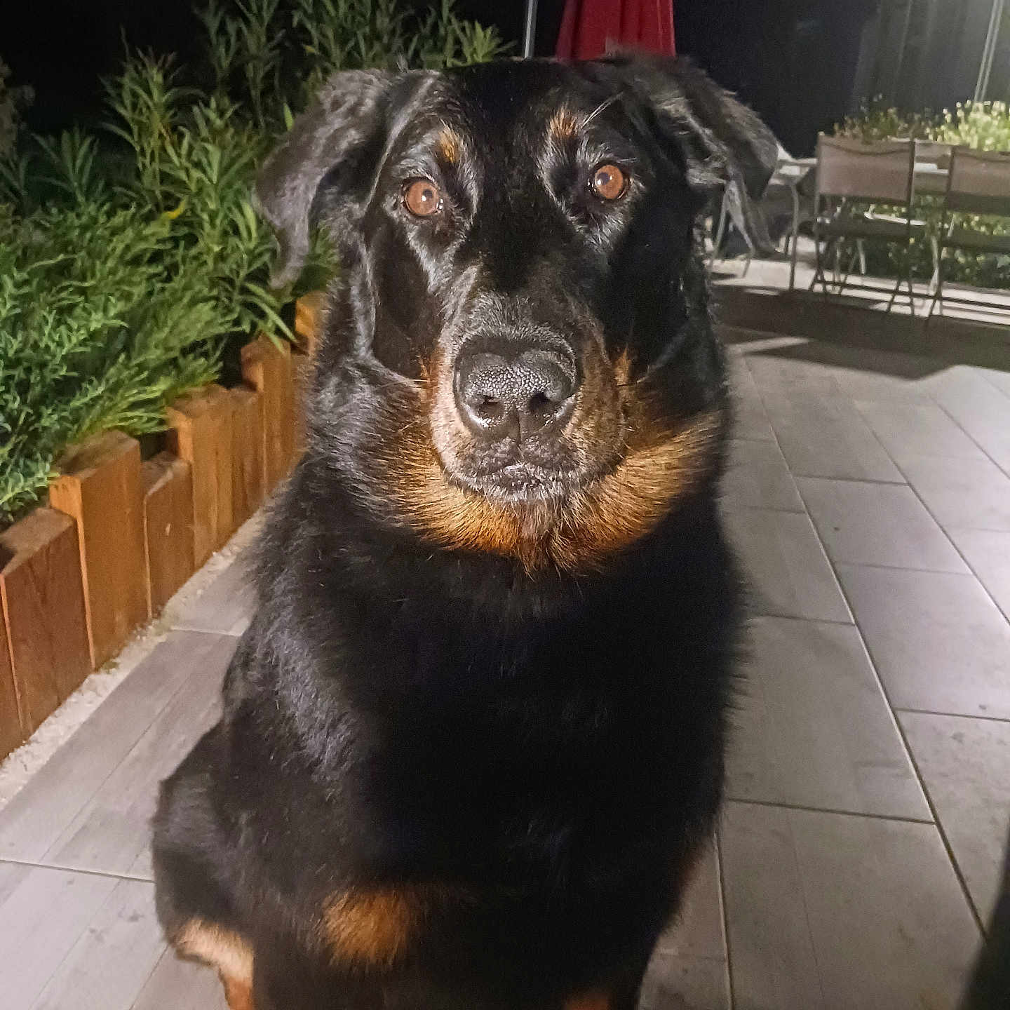 Sybelle