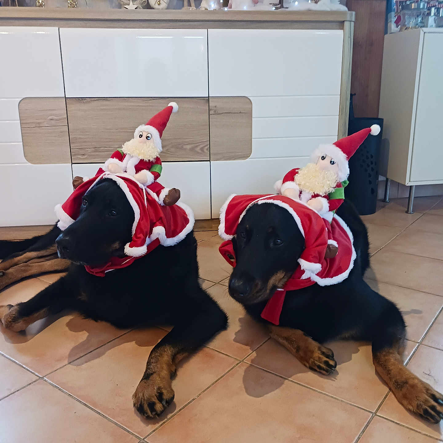 Sybelle Et Pooky