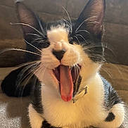 Crybaby is registered to the contest to win money with this photo: cat, black_and_white, yawning, tongue_out, whiskers, ears, pet, feline, close_up, indoor, fur, collar, animal, cute, mammal, resting, expression, face, paw, cozy