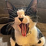 cat, black_and_white, yawning, tongue_out, whiskers, ears, pet, feline, close_up, indoor, fur, collar, animal, cute, mammal, resting, expression, face, paw, cozy
