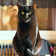 Flavie participe au concours pour gagner de l'argent avec cette photo : cat, black_cat, pet, animal, feline, indoor, portrait, sitting, yellow_eyes, fur, chair, domestic_cat, whiskers, focused, cute, household, mammal, alert, closeup, furniture