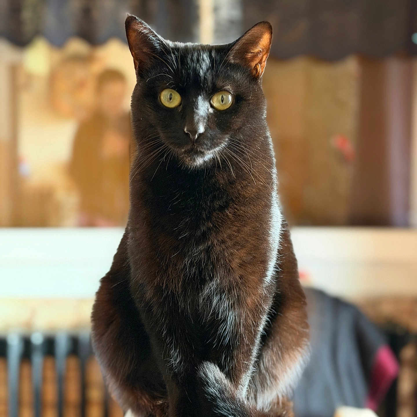 Flavie participe au concours pour gagner de l'argent avec cette photo : alert, animal, black_cat, cat, chair, closeup, cute, domestic_cat, feline, focused, fur, furniture, household, indoor, mammal, pet, portrait, sitting, whiskers, yellow_eyes