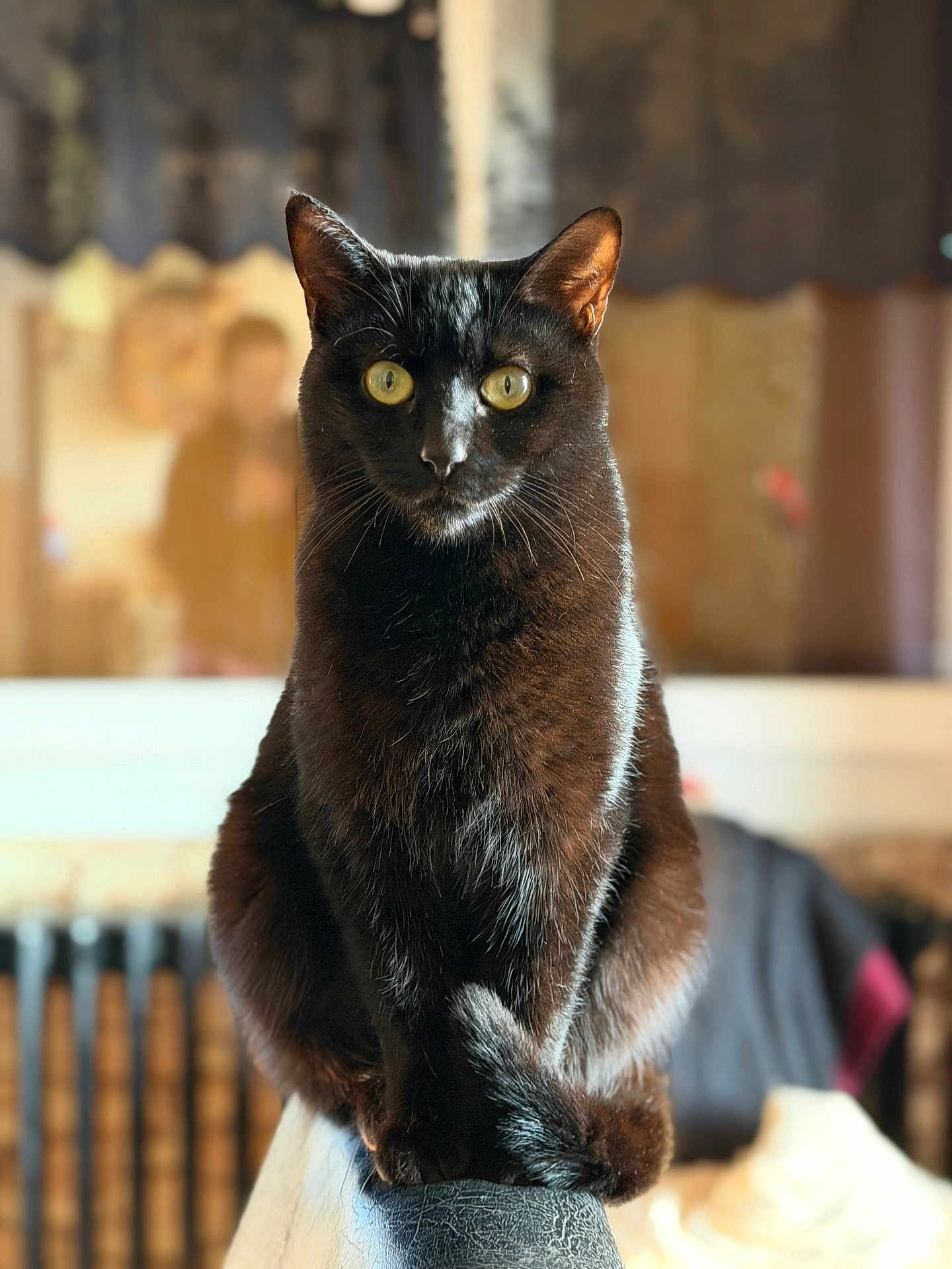 Flavie participe au concours pour gagner de l'argent avec cette photo : cat, black_cat, pet, animal, feline, indoor, portrait, sitting, yellow_eyes, fur, chair, domestic_cat, whiskers, focused, cute, household, mammal, alert, closeup, furniture