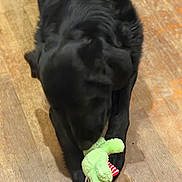 Cookie a rejoint le concours — aidez-le/la à gagner de superbes lots ! black_dog, dog, plush_toy, green_toy, wooden_floor, indoor, pet, chewing, playing, animal, canine, toy, floor, laying_down, mammal, cute, domestic_animal, fur, snout, paws