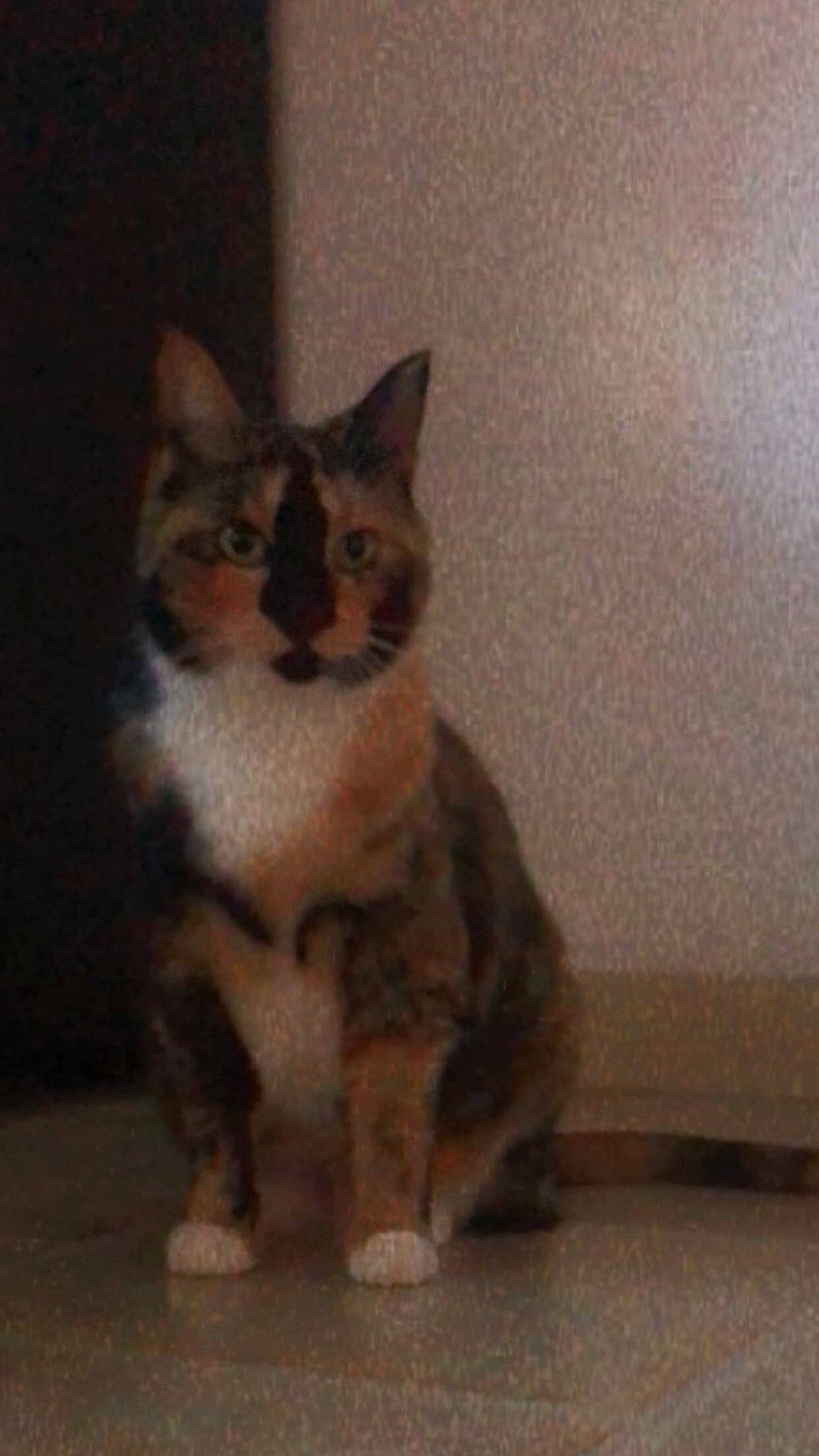 Fiona joined the competition — help win amazing prizes! carnivore, cat, domestic_short_haired_cat, door, fawn, felidae, flooring, fur, paw, sitting, small_to_medium_sized_cats, snout, tail, terrestrial_animal, whiskers, window, wood