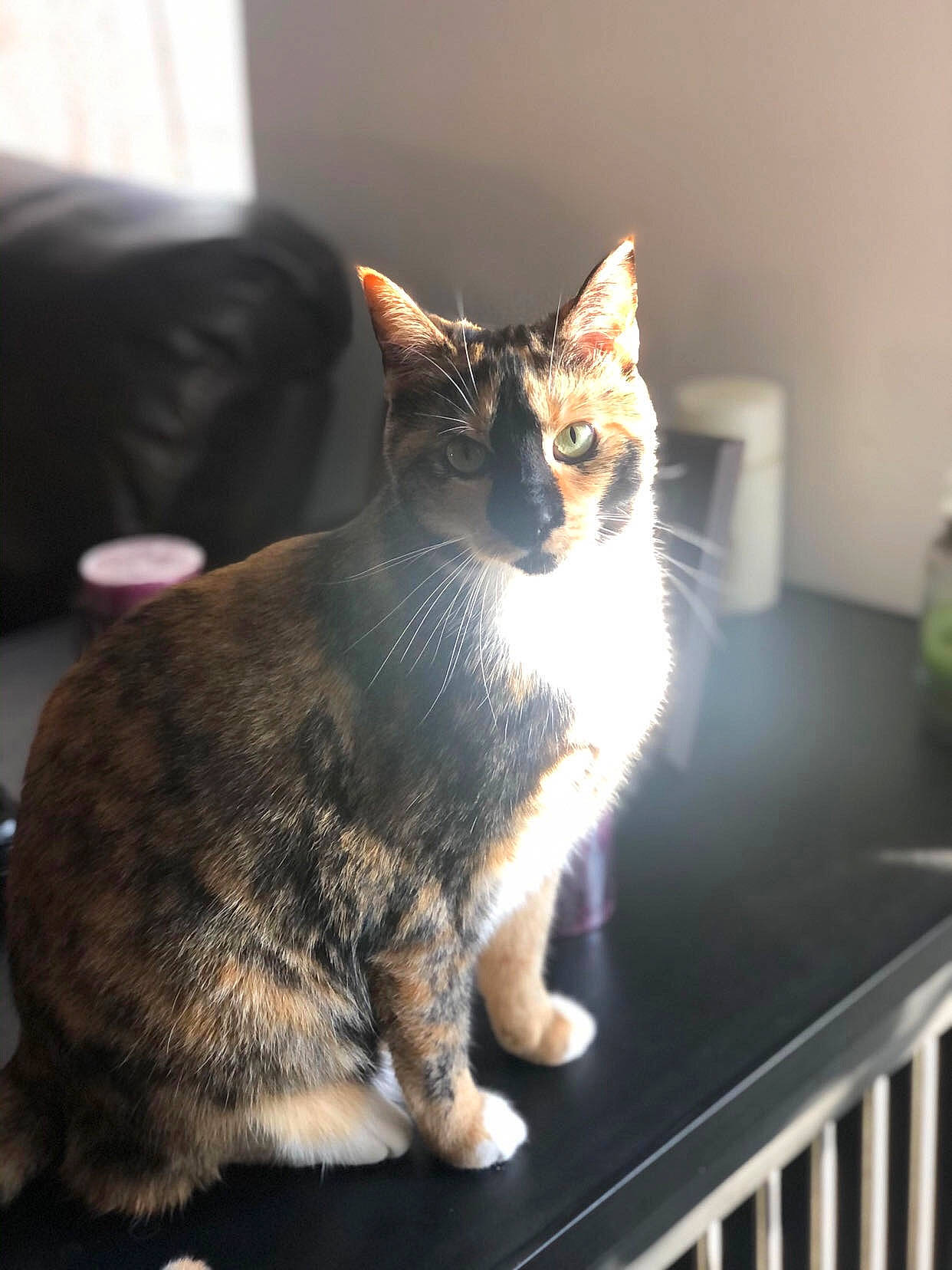 Fiona is registered to the contest to win money with this photo: carnivore, cat, domestic_short_haired_cat, felidae, fence, fur, houseplant, paw, sitting, small_to_medium_sized_cats, snout, tail, tree, whiskers