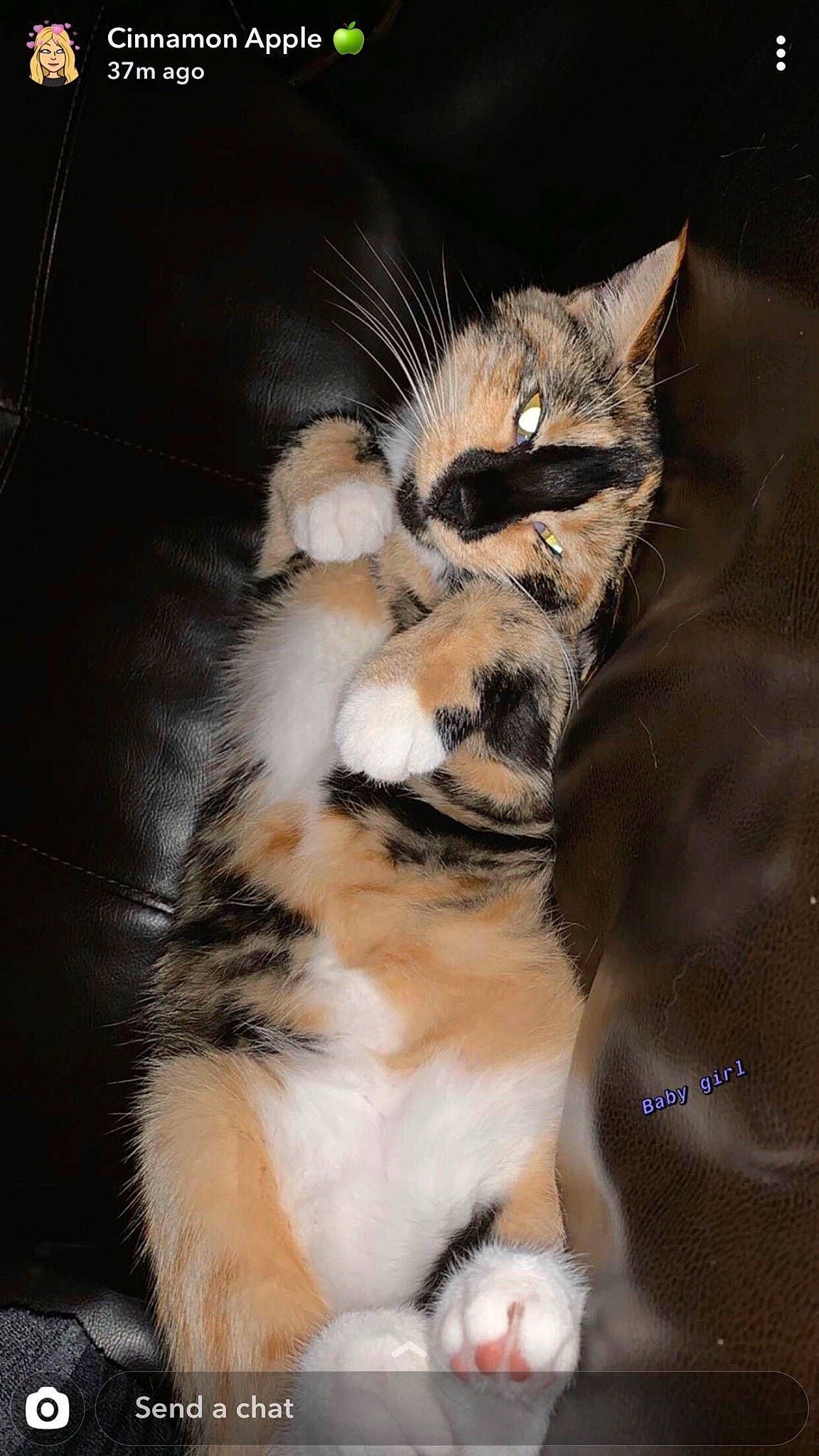 Fiona joined the competition — help win amazing prizes! carnivore, cat, claw, domestic_short_haired_cat, fawn, felidae, foot, fur, human_leg, leg, paw, photo_caption, small_to_medium_sized_cats, snout, tail, terrestrial_animal, whiskers, wildlife, window