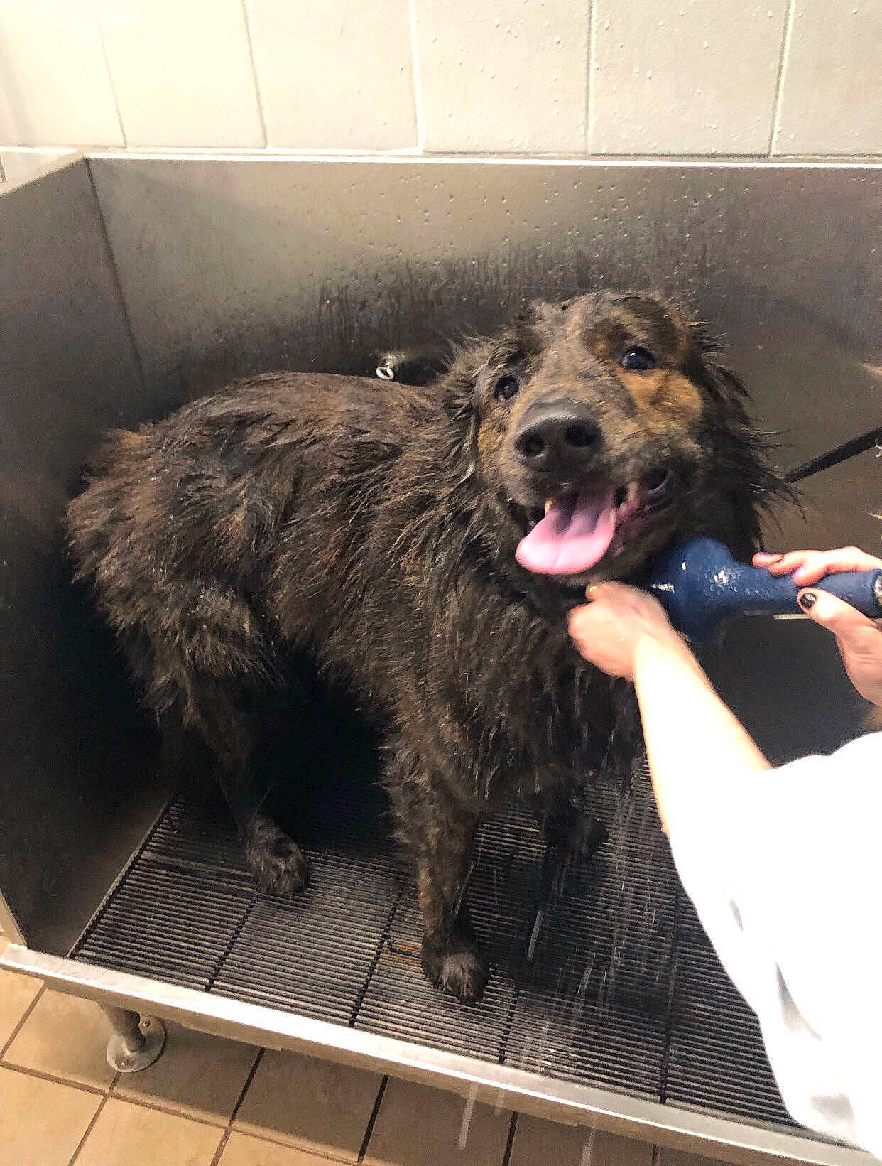 Axel is registered to the contest to win money with this photo: canidae, carnivore, companion_dog, dog, dog_breed, fang, fur, giant_dog_breed, labradoodle, leonberger, liver, non_sporting_group, snout, sporting_group, terrier, water_dog, working_animal, working_dog