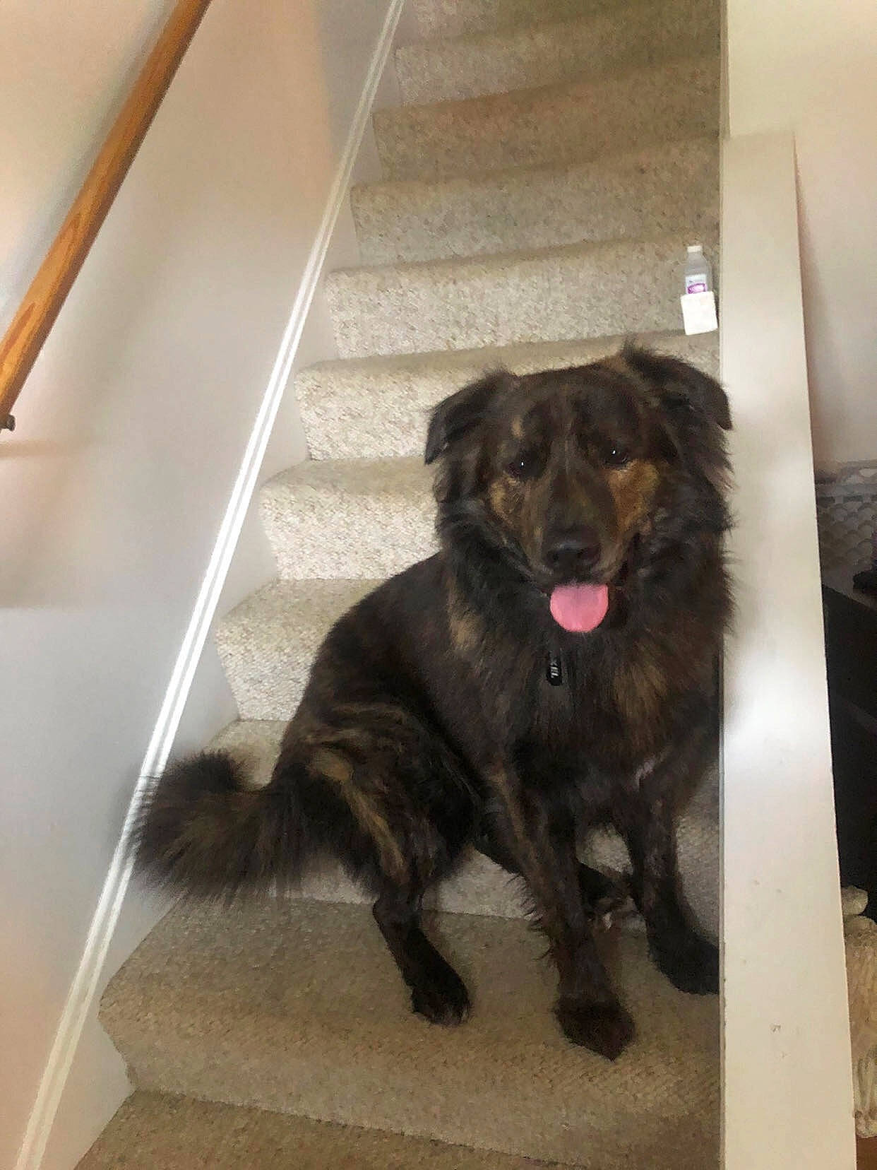 Axel joined the competition — help win amazing prizes! borador, canidae, carnivore, companion_dog, dog, dog_breed, door, flooring, fur, gun_dog, liver, snout, sporting_group, stairs, tail, terrestrial_animal, working_animal, working_dog
