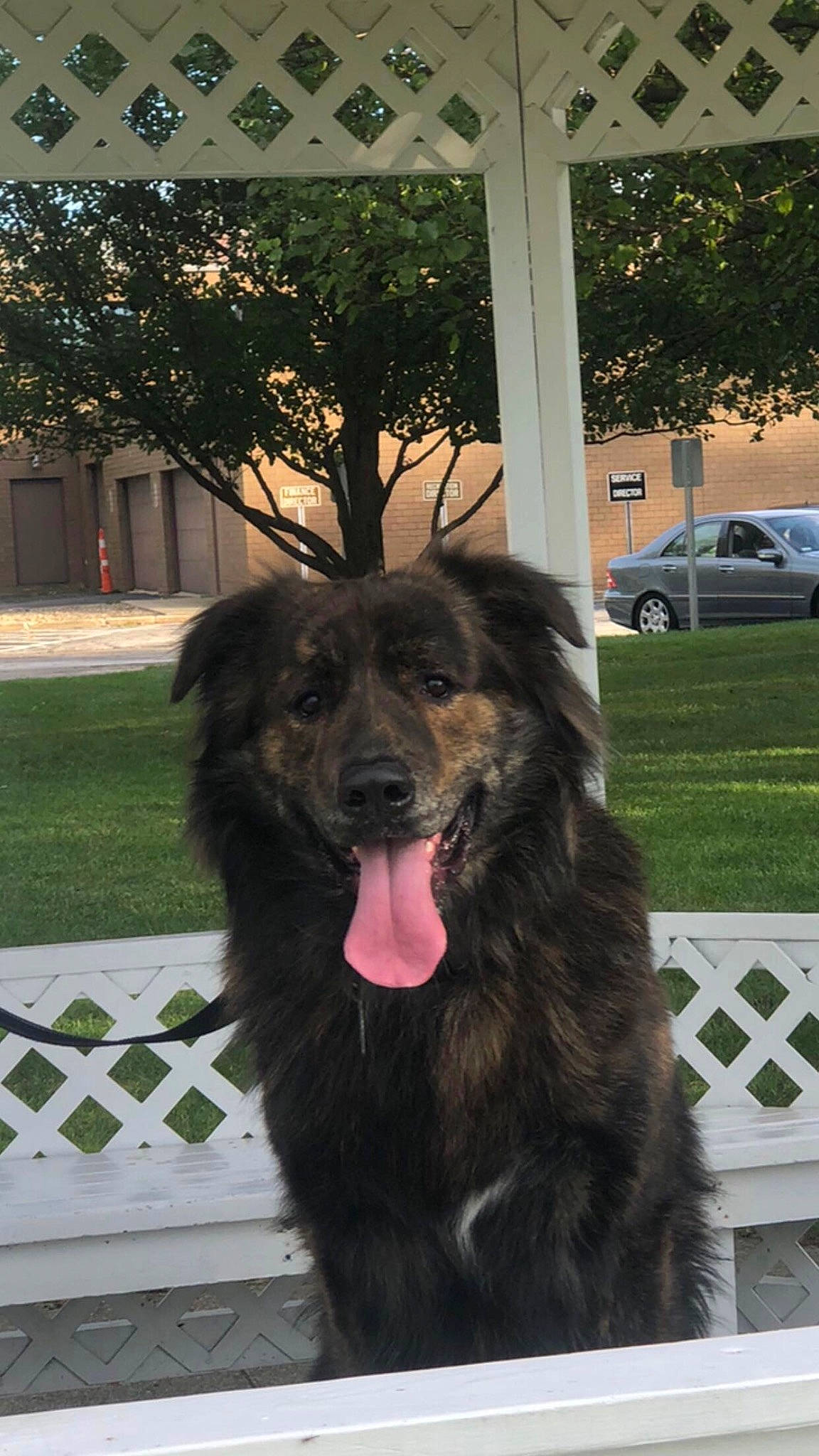 Axel is registered to the contest to win money with this photo: canidae, car, carnivore, companion_dog, dog, dog_breed, family_car, fang, fur, giant_dog_breed, guard_dog, plant, snout, sporting_group, tire, tree, vehicle, wheel, working_dog