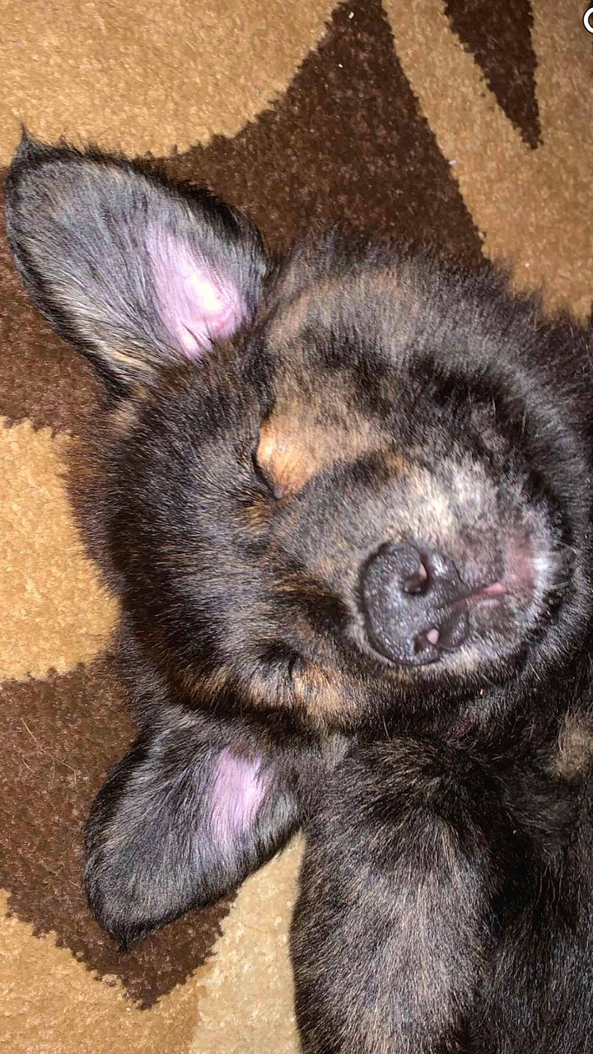 Axel is registered to the contest to win money with this photo: canidae, carnivore, claw, close_up, companion_dog, dog, dog_breed, foot, fur, liver, paw, snout, sporting_group, tail, terrestrial_animal, whiskers, working_animal