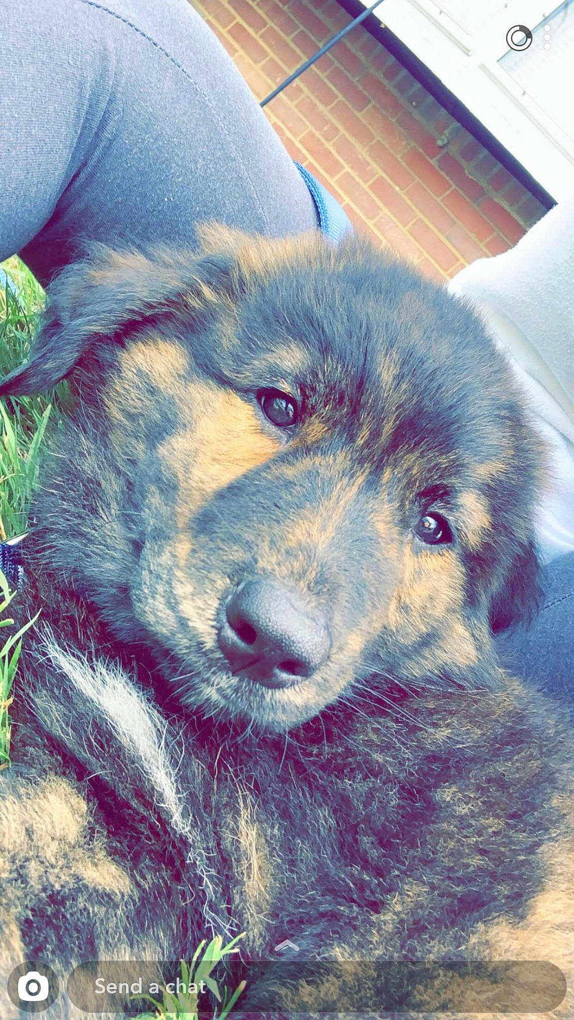 Axel is registered to the contest to win money with this photo: ancient_dog_breeds, art, canidae, canis, carnivore, companion_dog, dog, dog_breed, electric_blue, estrela_mountain_dog, fur, giant_dog_breed, magenta, painting, snout, sporting_group, terrestrial_animal, whiskers, working_animal, working_dog